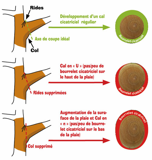 Taille des arbres : protégez bien les plaies de taille - DCM