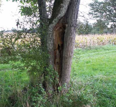 La réaction des arbres aux plaies de taille - VERGERS VIVANTS