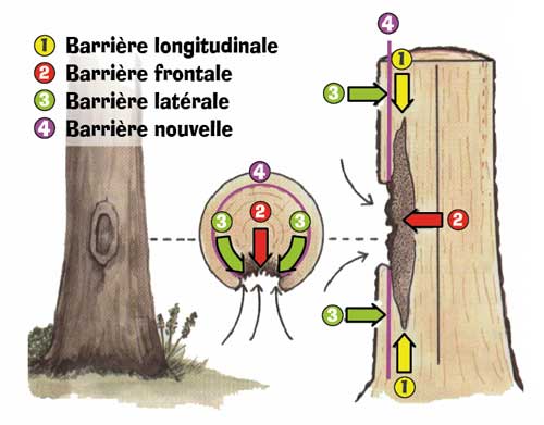 La réaction des arbres aux plaies de taille - VERGERS VIVANTS