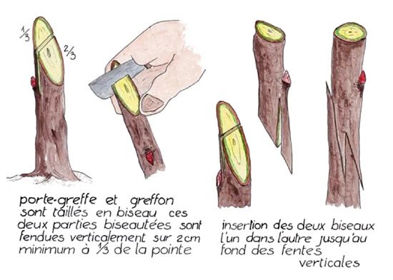 TEMPSA Ciseaux Pince à Greffer Greffoir Outil pour Arbres